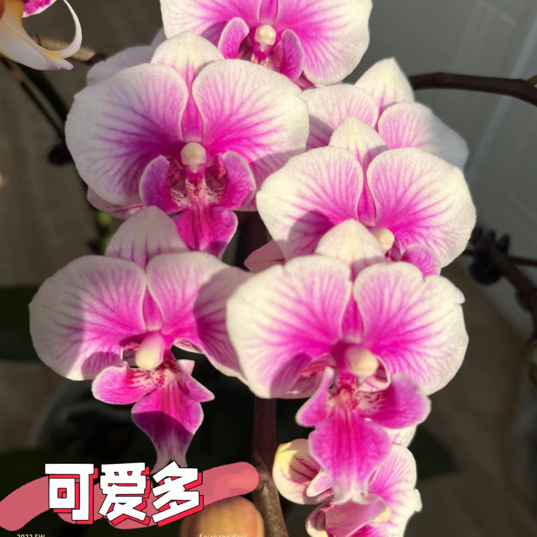 蝴蝶兰【可爱多】2.8寸杯带花剑苗子，没有开花