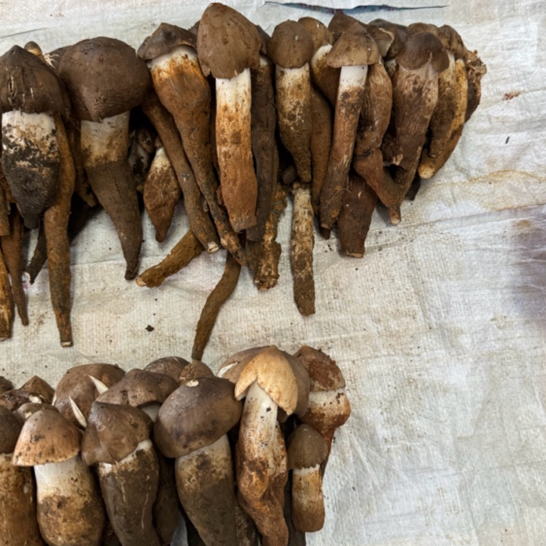 云南野生优质鸡枞菌菇