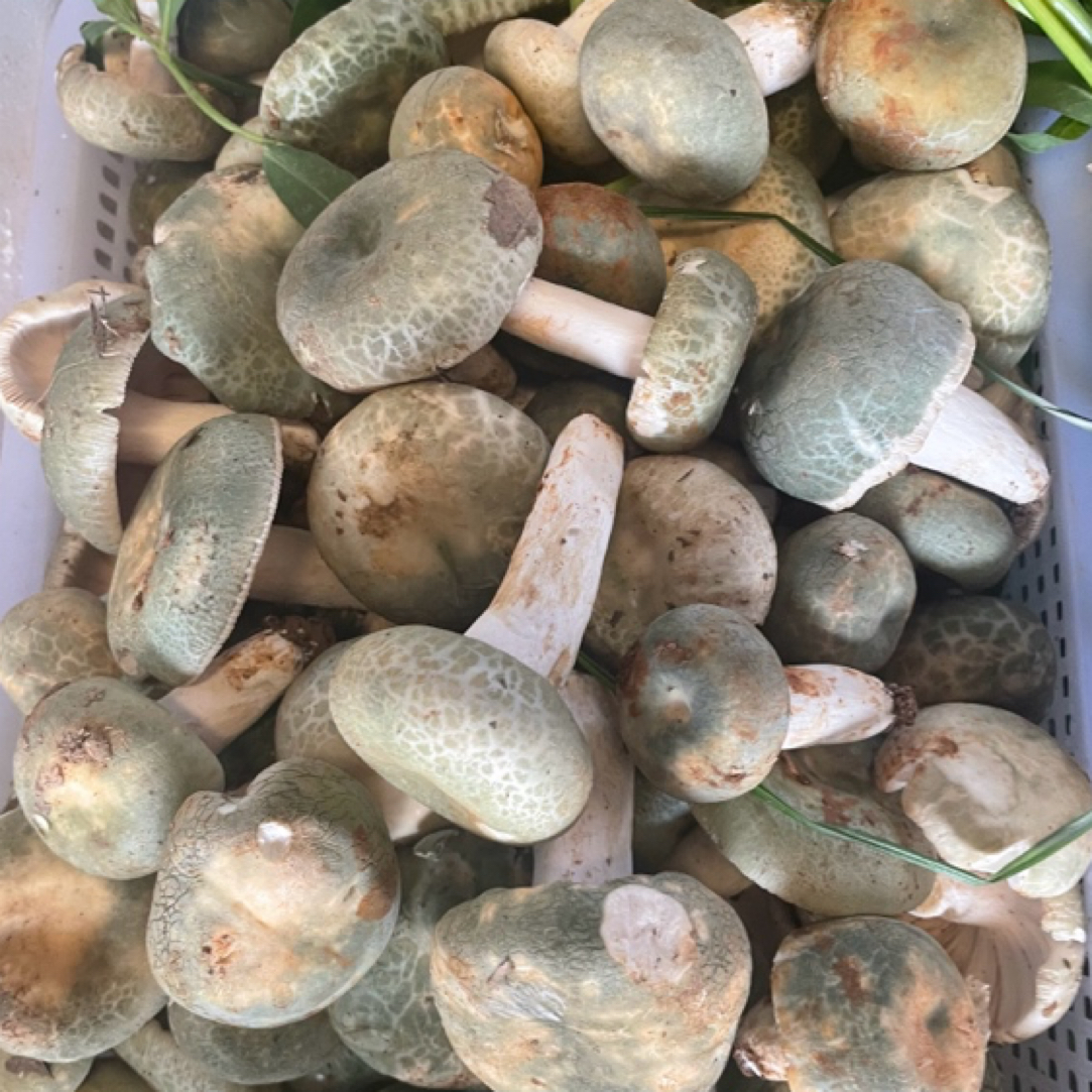 云南野生青头菌菇