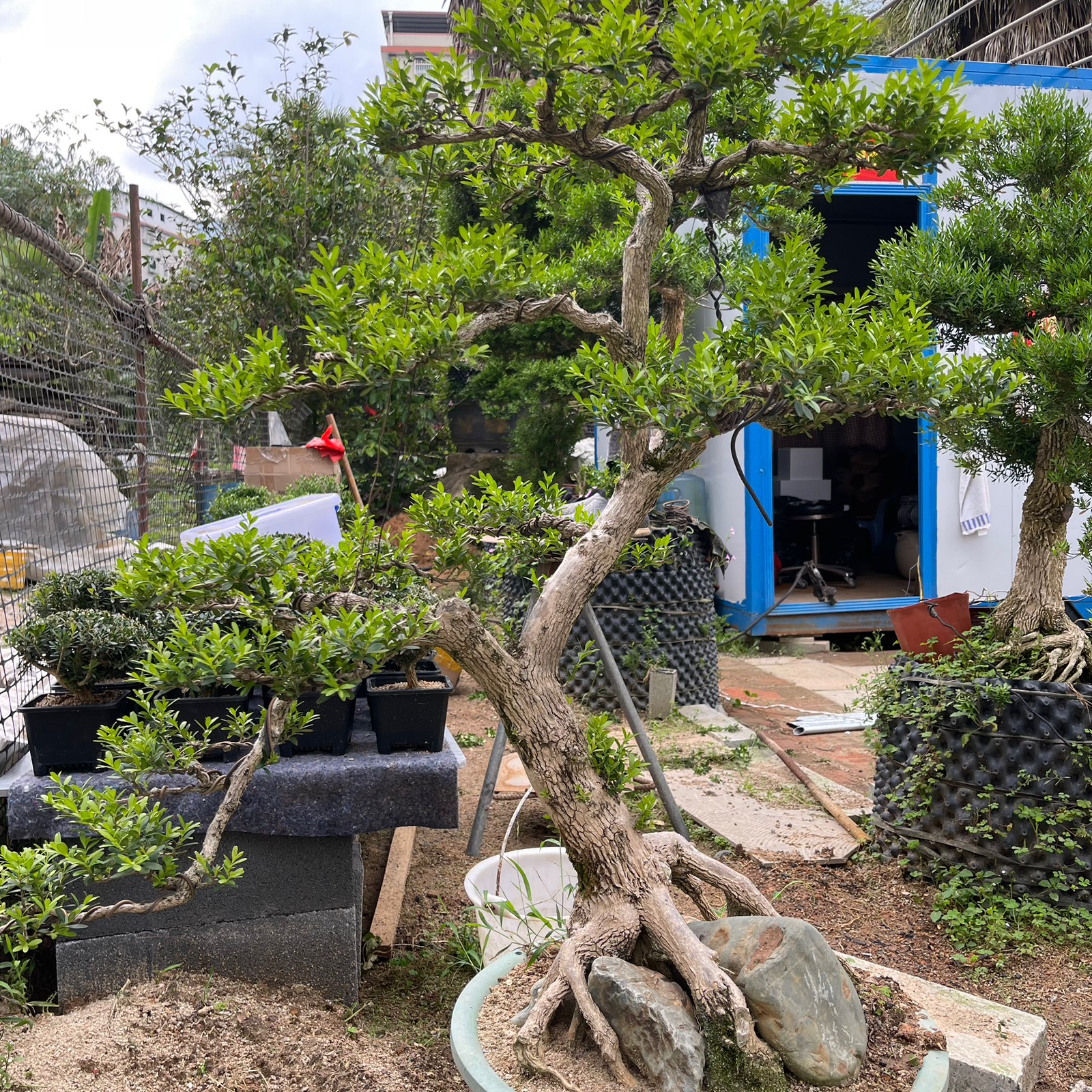 一物一拍凤米赛珍珠黄杨