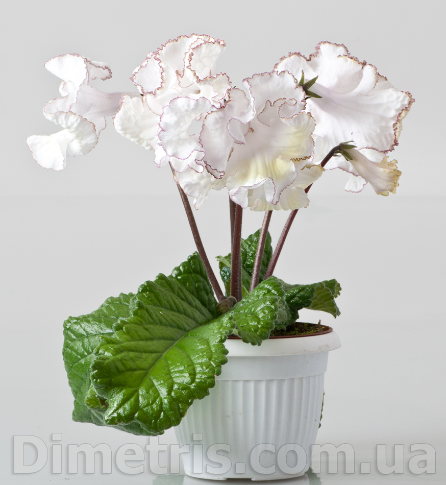 苦苣苔进口堇兰：DS-1847云，苗小慎拍，大花