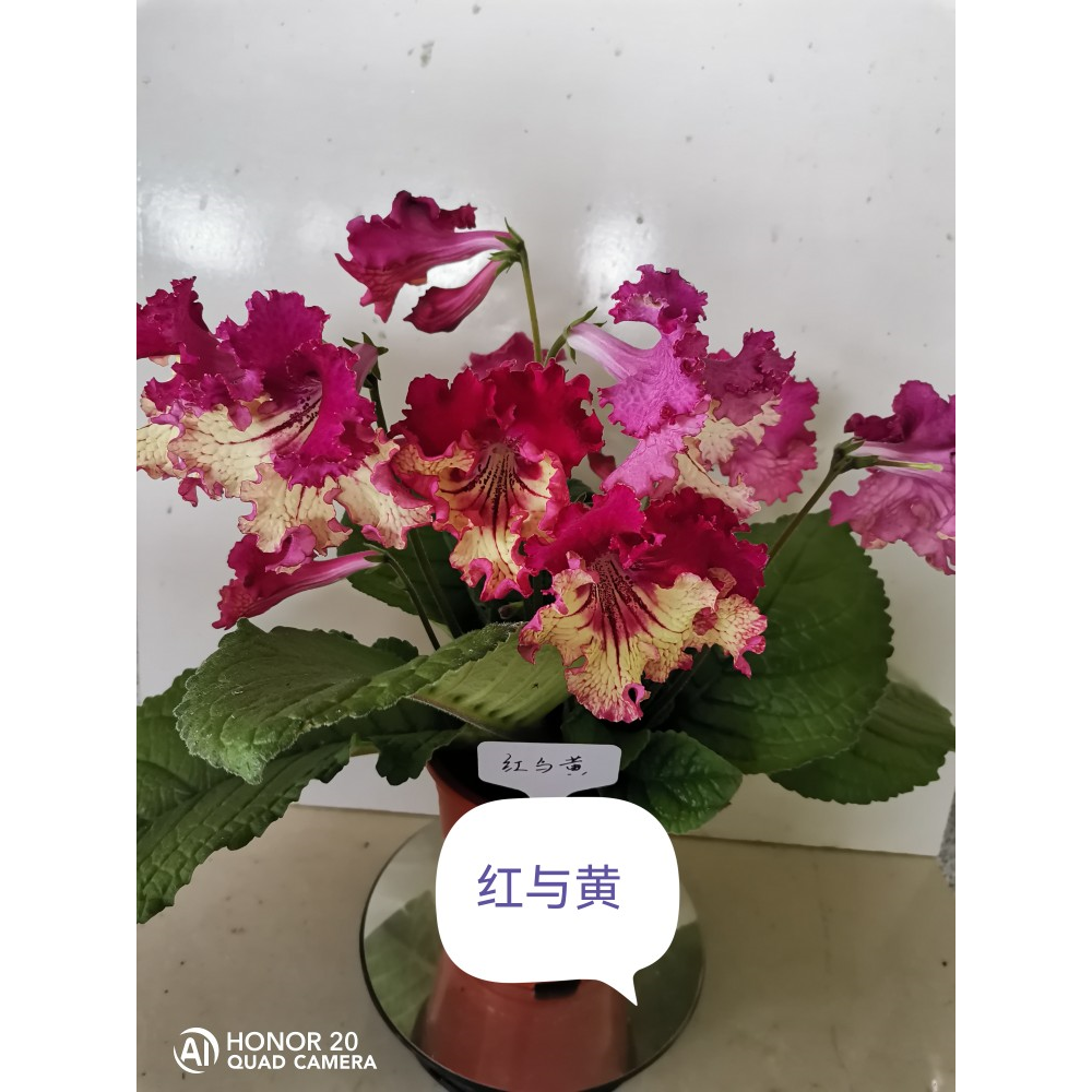 苦苣苔进口堇兰，红与黄，大花系列，室内耐阴，四季开花
