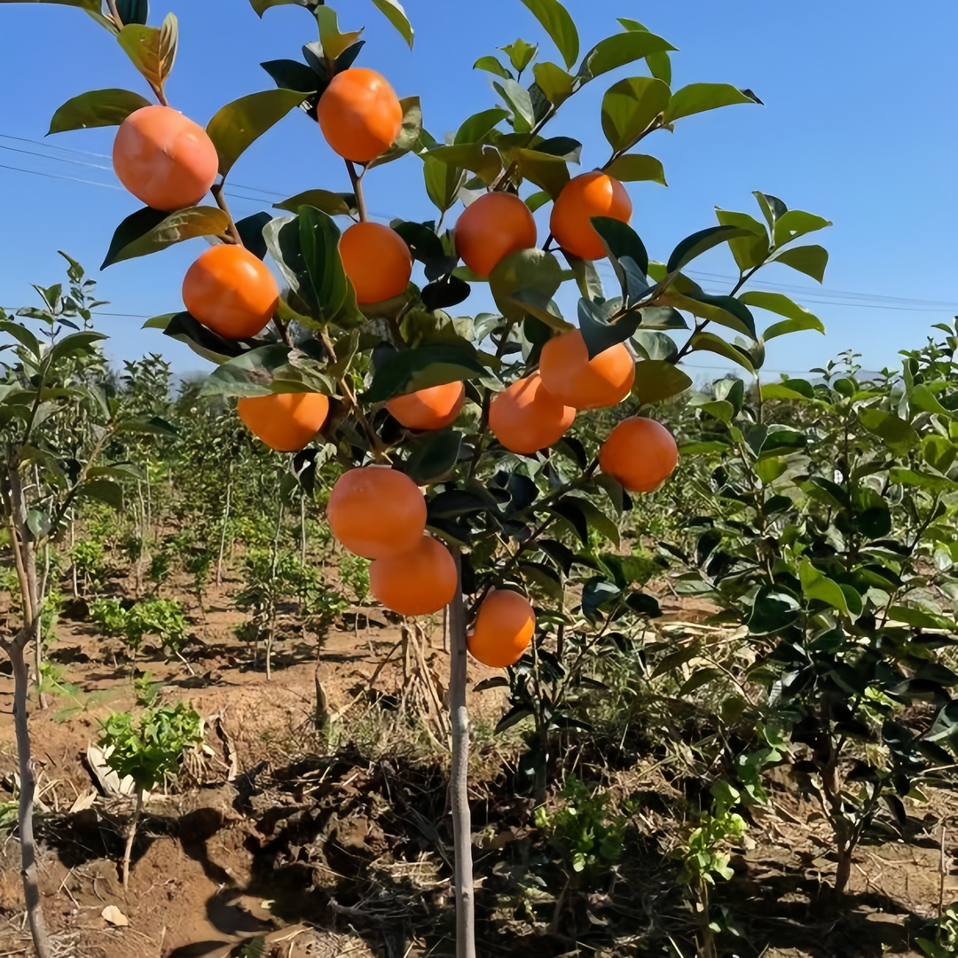 柿子果树苗柿子树苗柿子树盆栽果树水果树苗果树太秋脆甜柿子树