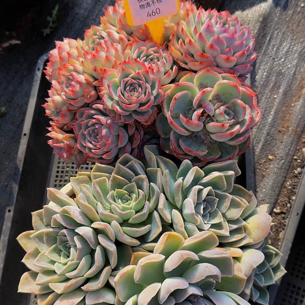 【闪购商品】啦啦啦啦