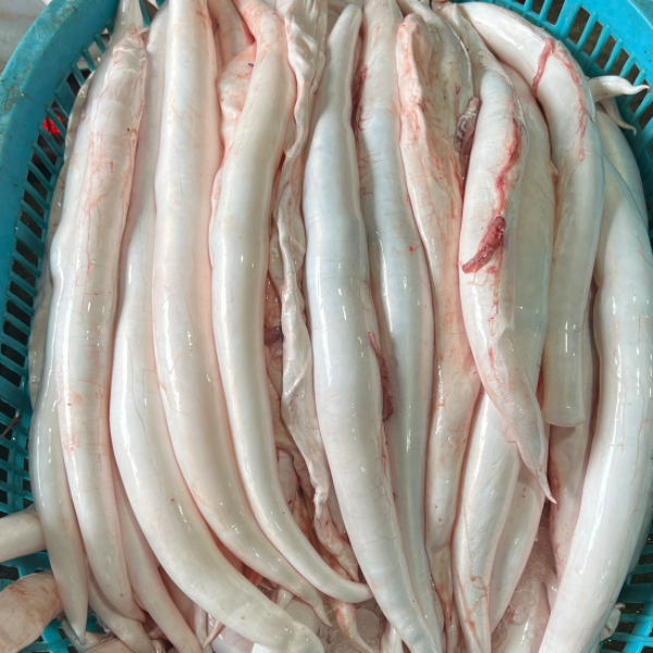 新鲜鳗鱼胶 现称现卖 广东博贺港顺丰