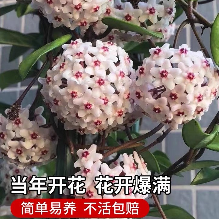 【3棵装】球兰大苗当年开花网红垂吊花卉室内爬藤绿植物吊兰鲜活