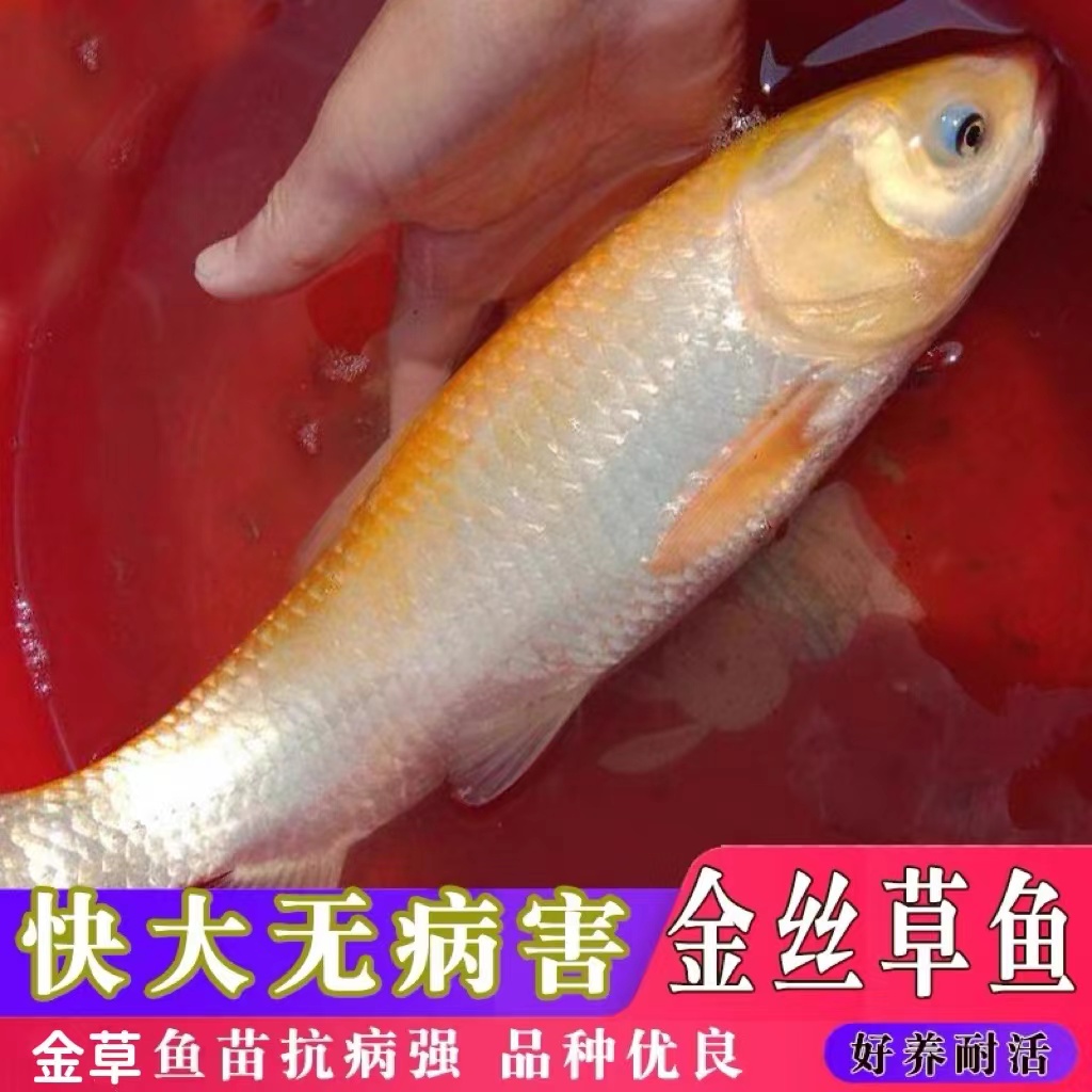 【活体】正宗金丝草鱼观赏鱼好养耐活金鲩鱼淡水金草鱼苗冷水鱼
