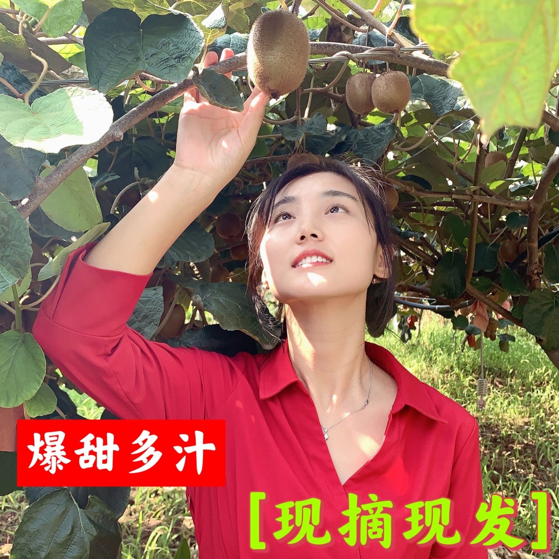 陕西翠香猕猴桃奇异果净重4.5斤彩箱发货包邮坏果包赔新鲜采摘