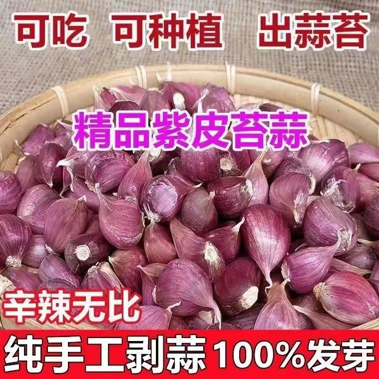【2026年云南紫皮蒜瓣】新干蒜大蒜 香蒜辣蒜 红蒜蒜籽可吃