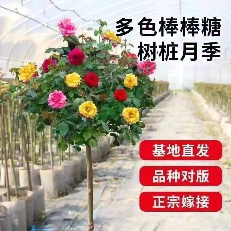 多色棒棒糖树桩月季 花色品种按直播间为准