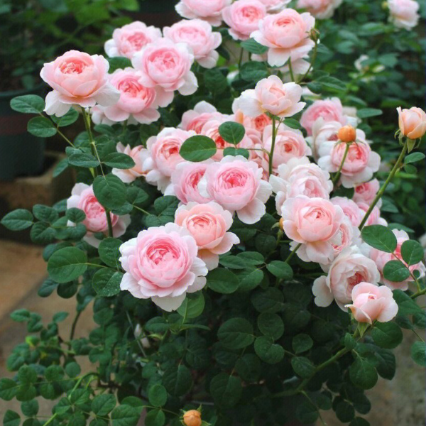 瑞典女王月季花大苗盆栽阳台庭院四季特大花浓香花卉植物玫瑰花苗