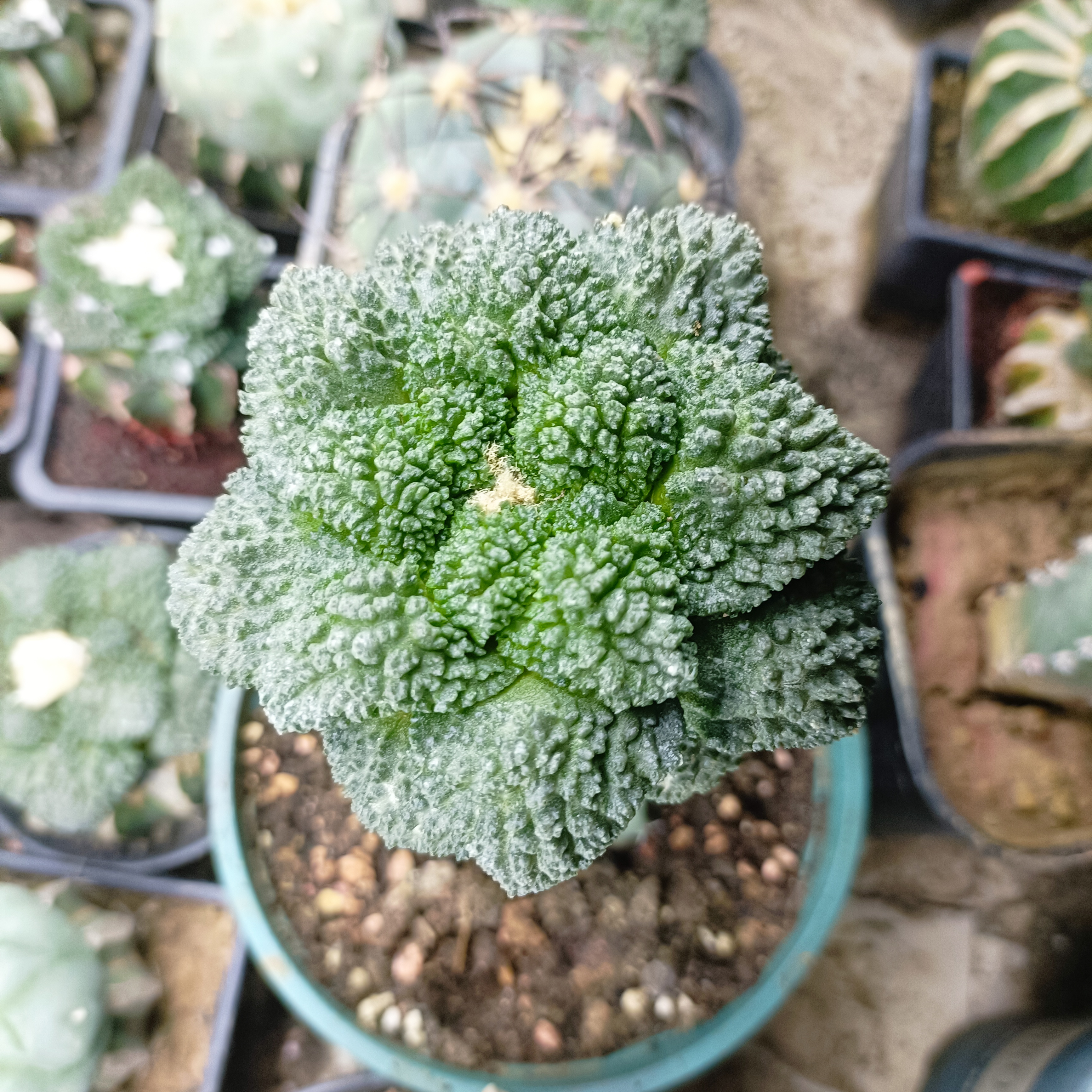 特价福利款右螺旋菜花牡丹龙神木嫁接冠幅9cm。