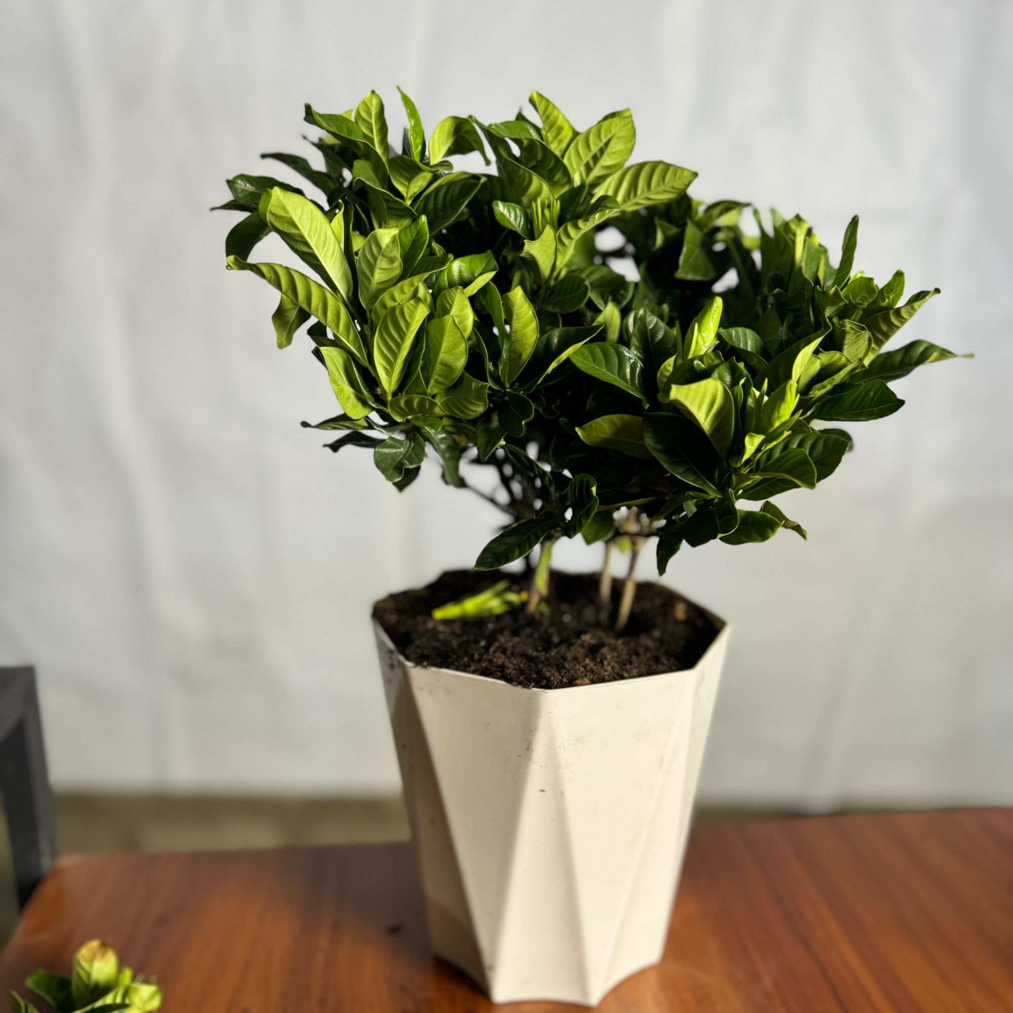 西藏包邮栀子花盆栽花卉植物室内带花苞阳台水培绿植四季好养