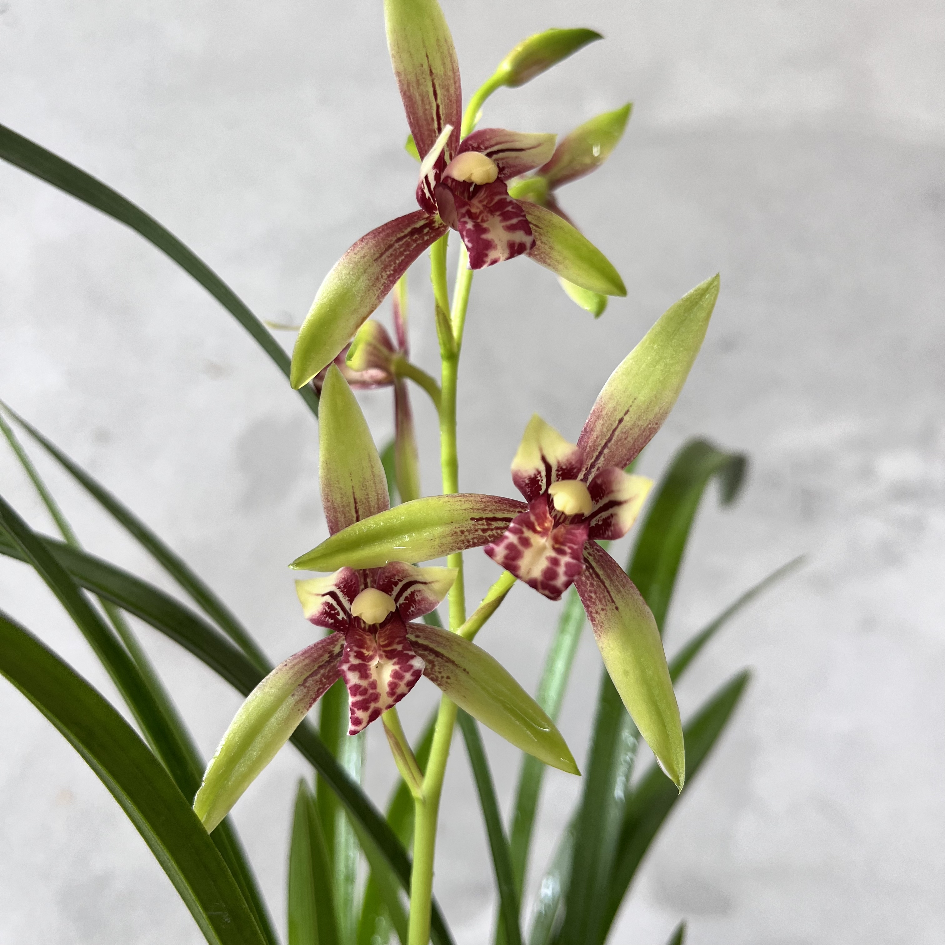 建兰-[小国魂]  带花苞