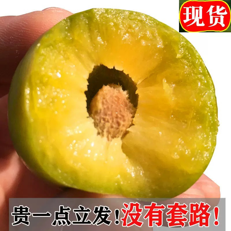 现货四川汶川青脆李新鲜当季脱骨李脆甜青皮蜂糖李李子网红水果