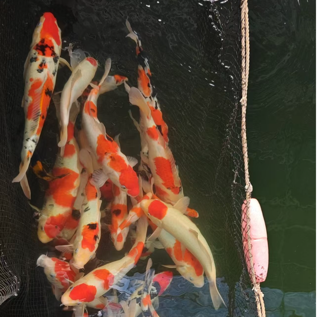 （19）锦鲤活体锦鲤大正三色昭和红白白写菲写冷水鱼血统锦鲤