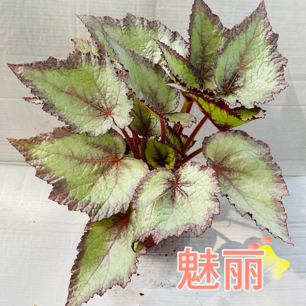 魅力，秋海棠，不包叶损，原盆原土发货