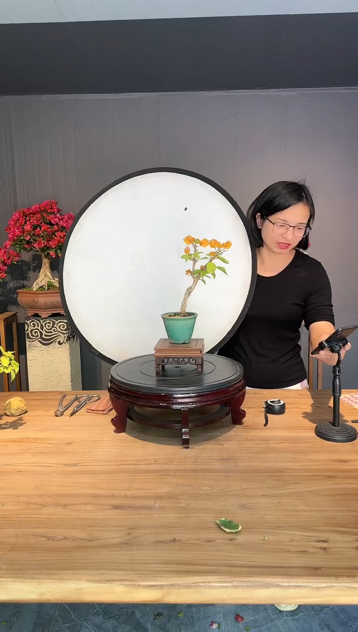 【闪购商品】风 加州黄