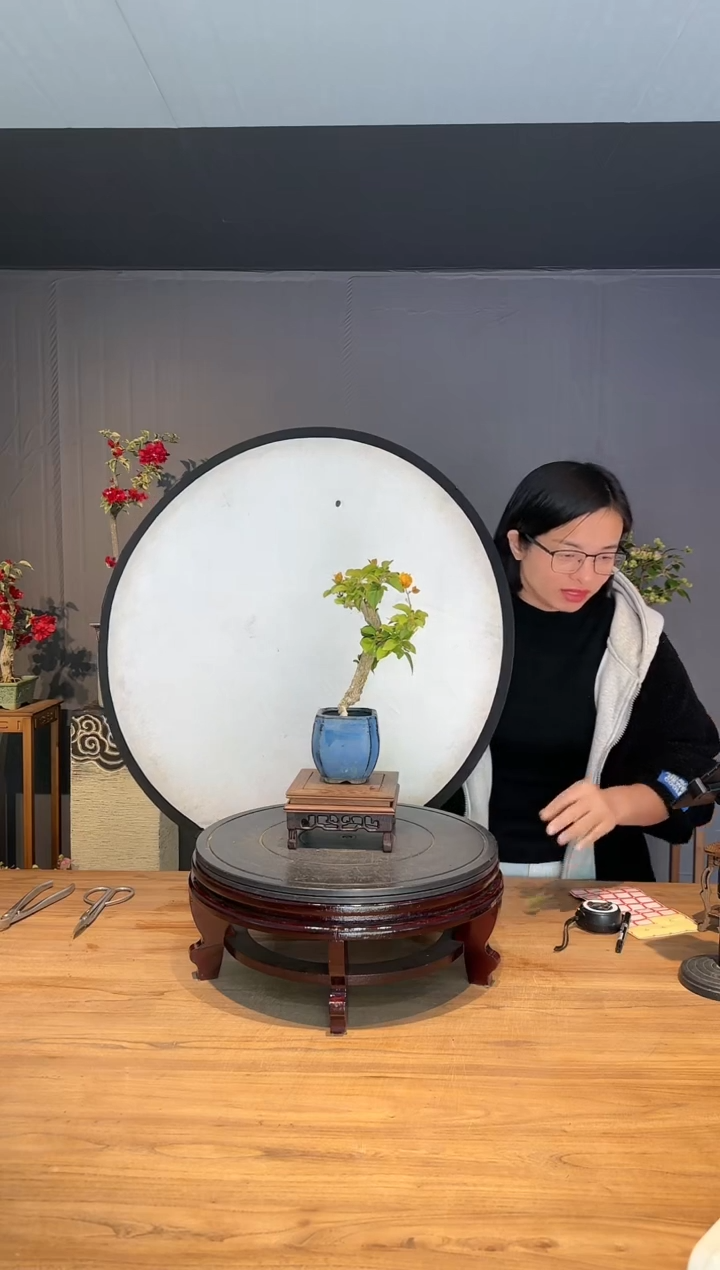 【闪购商品】闲云  加州黄