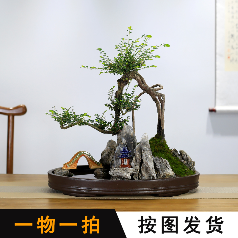 大型山水假山盆景植物山格木老桩造型树桩室内办公室绿植盆栽庭院