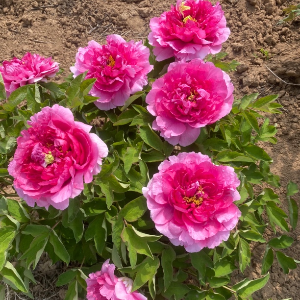 迎日红   牡丹品种    现货发苗盆栽地栽庭院阳台皆可