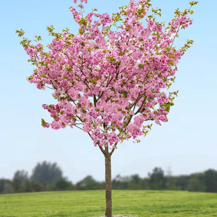 樱花树苗盆栽地栽庭院别墅花苗