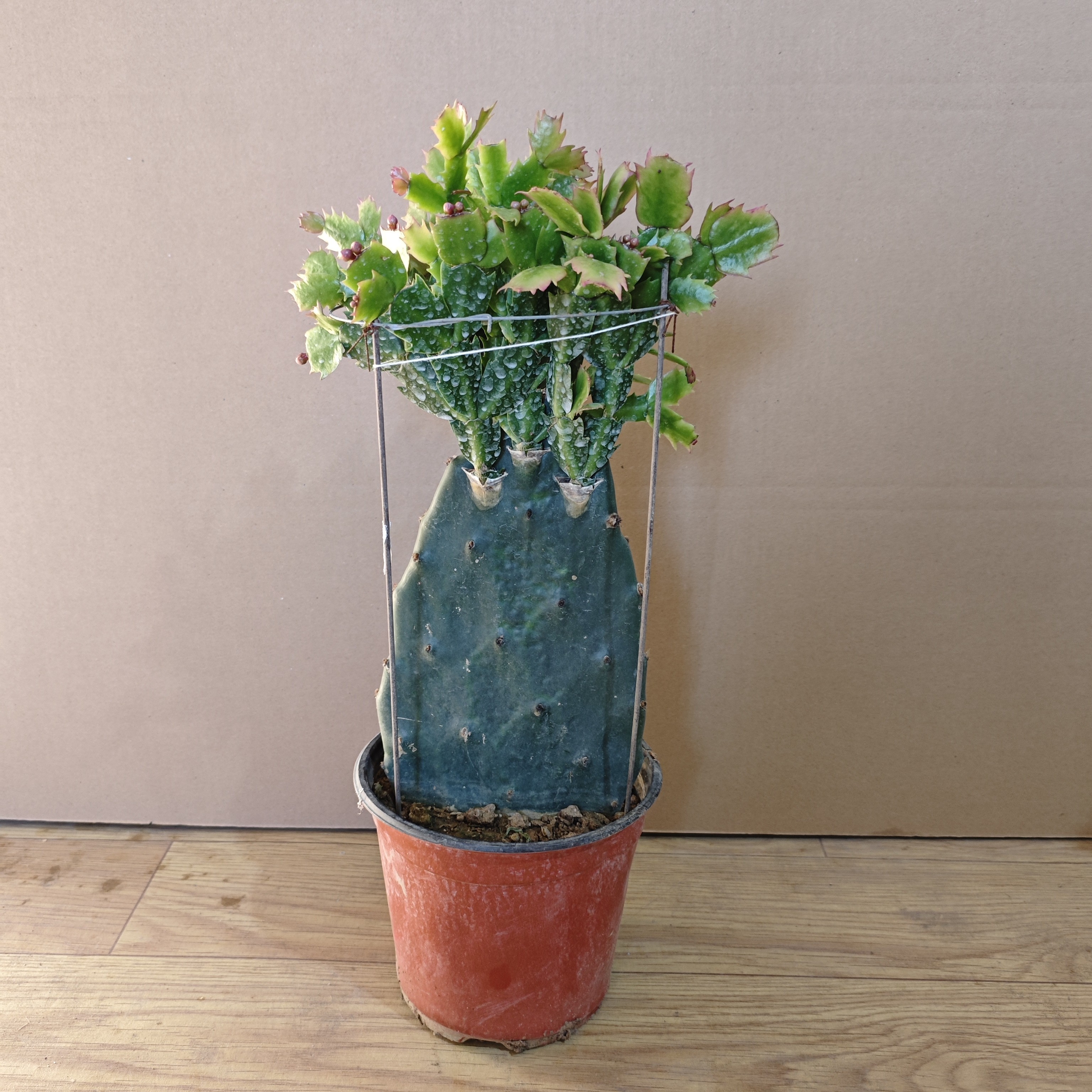 一层仙人掌嫁接蟹爪兰原盆原土发货一物一拍