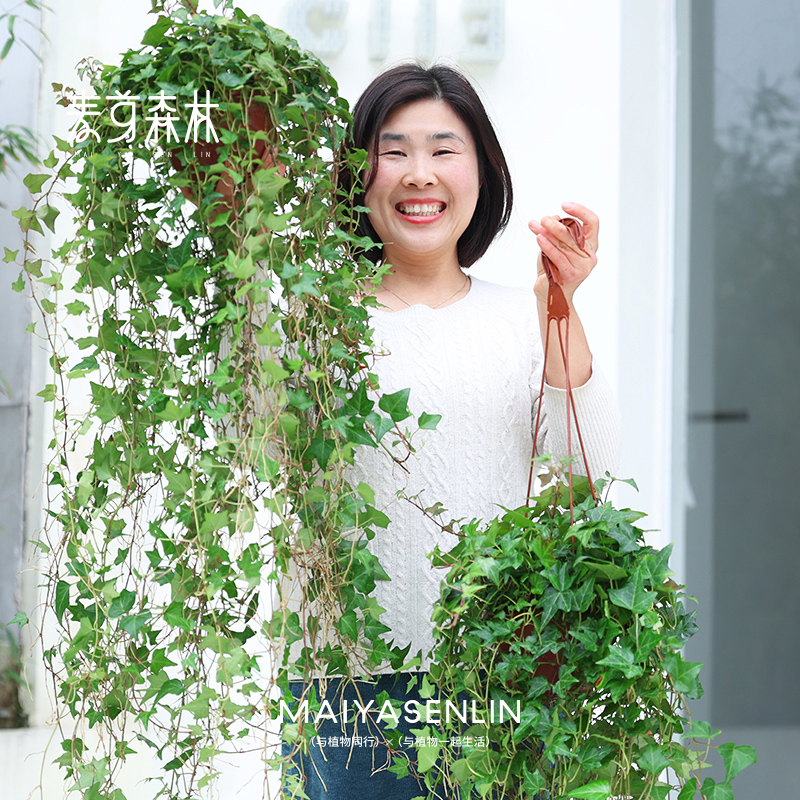 【绿瀑布直播1】枫叶常春藤室内垂吊植物户外净化空气吊兰绿植盆栽