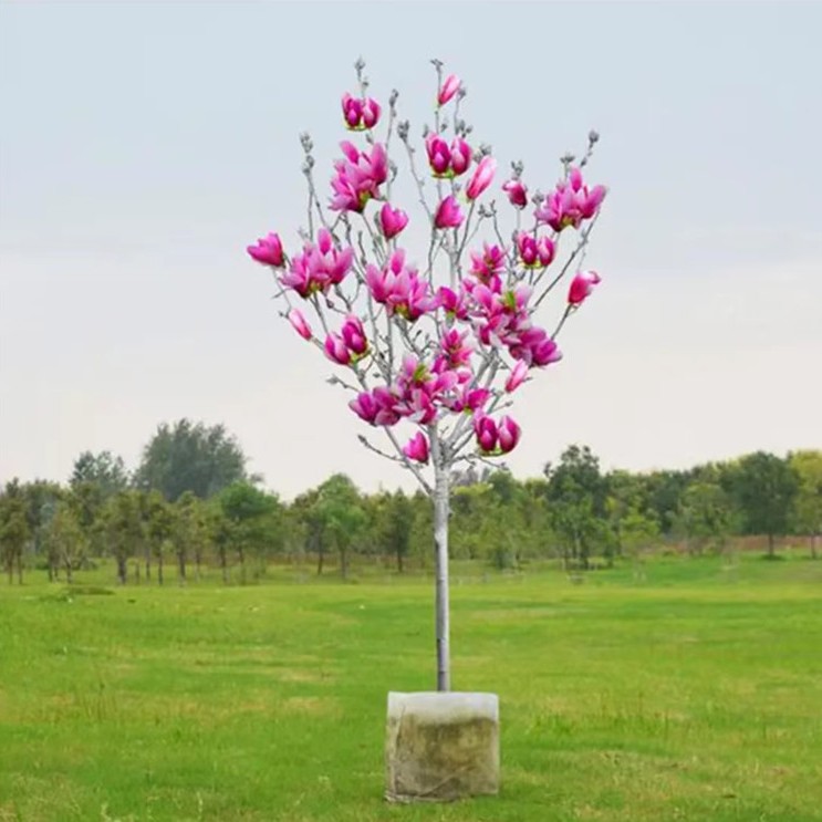 棒棒糖树形玉兰树鲜花带花苞发货带花苞盆栽地栽如意玉兰紫玉兰