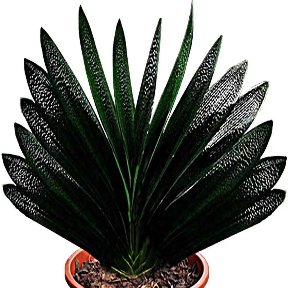 长春君子兰紫琪 拍花链接