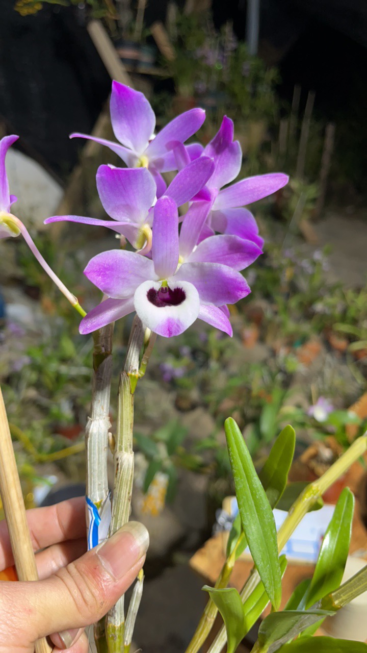 精选石斛 直播专供