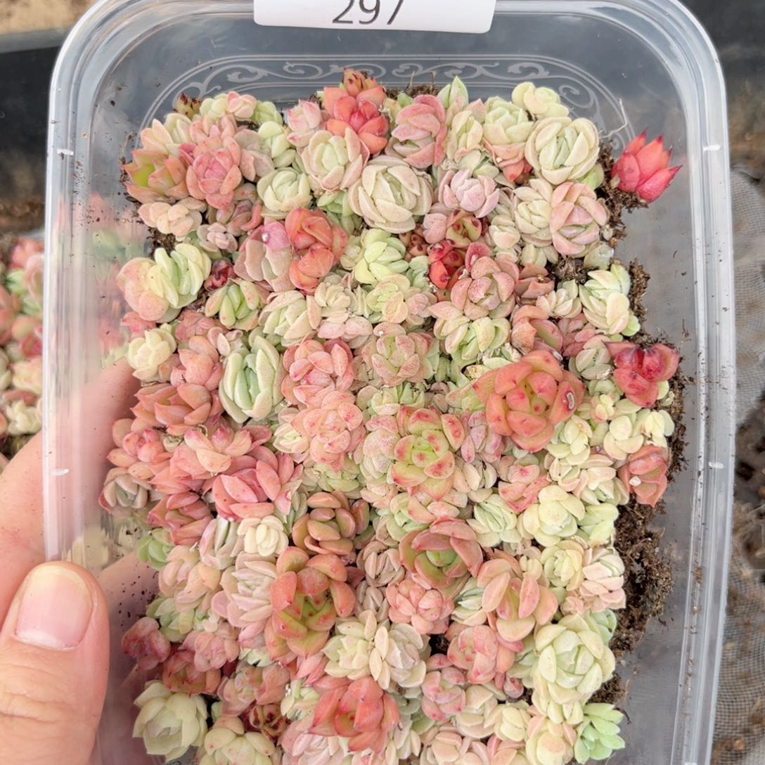 珍妮糖心一物一拍297