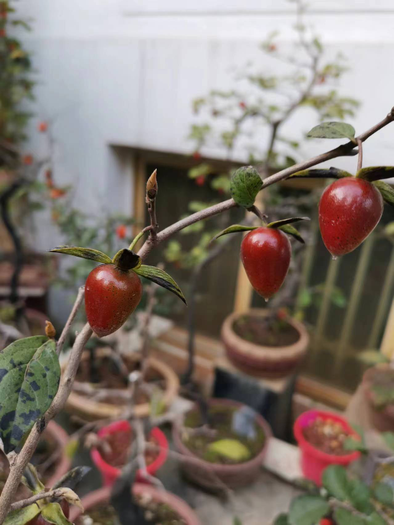 老鸦柿绿植盆栽苗