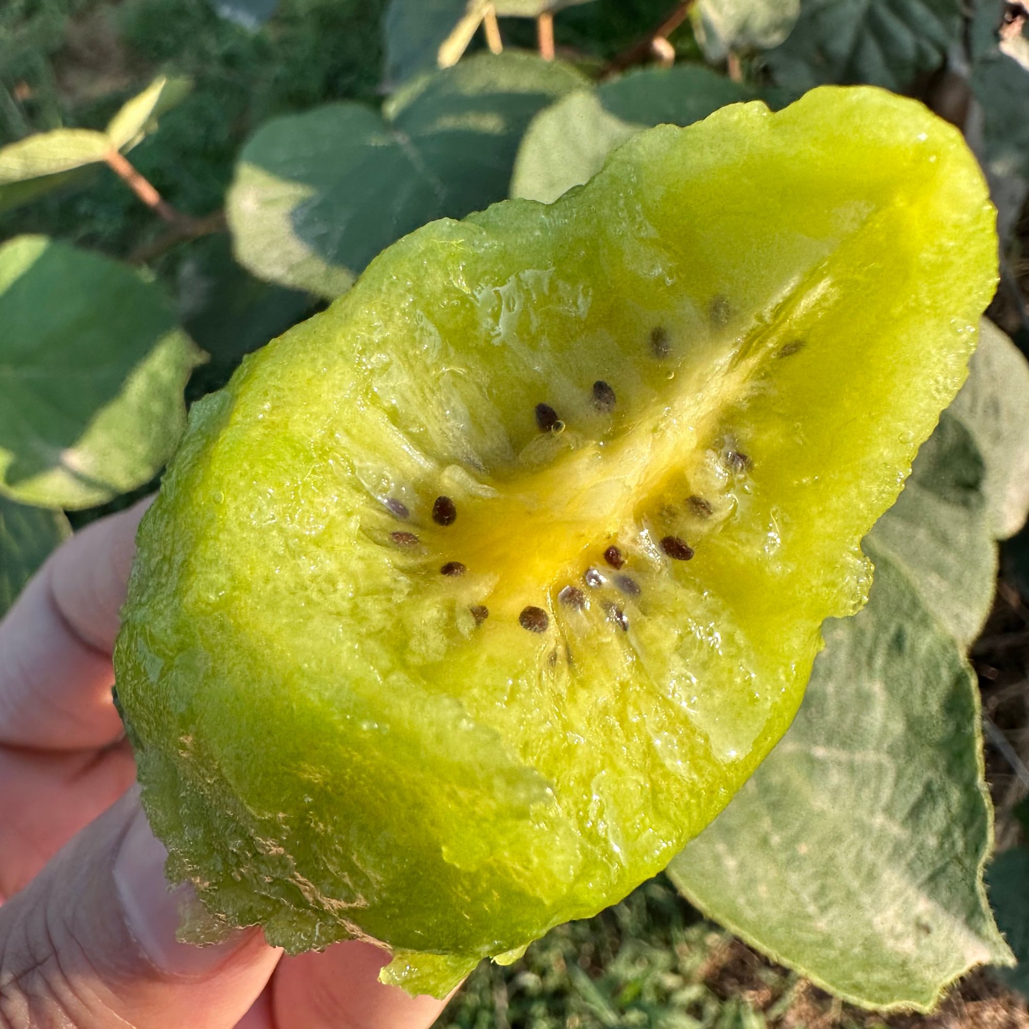 陕西翠香猕猴桃绿心猕猴桃奇异果香甜-TZTY