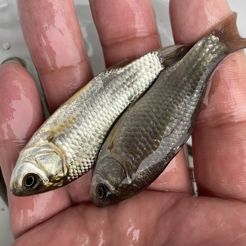鲜活中科3号鲫鱼