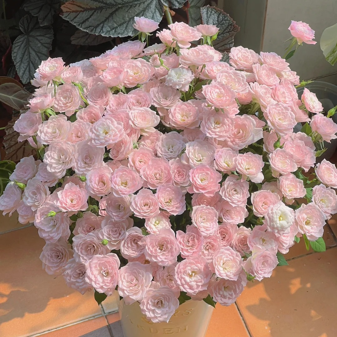 三岁花集-基地多头玫瑰完美甜蜜（一单顺丰冷链三单顺丰空运）   