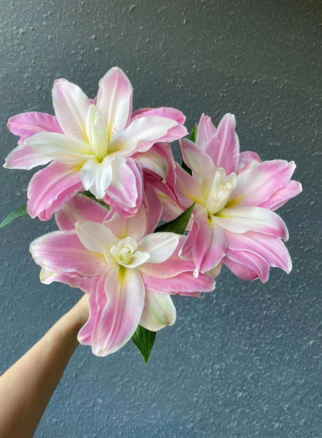 三岁花集-重瓣香水百合莲花之境（一单顺丰冷链包邮）        