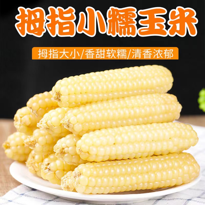 【到手1斤】 西双版纳拇指玉米营养代餐新鲜采摘好吃即食可爱小吃