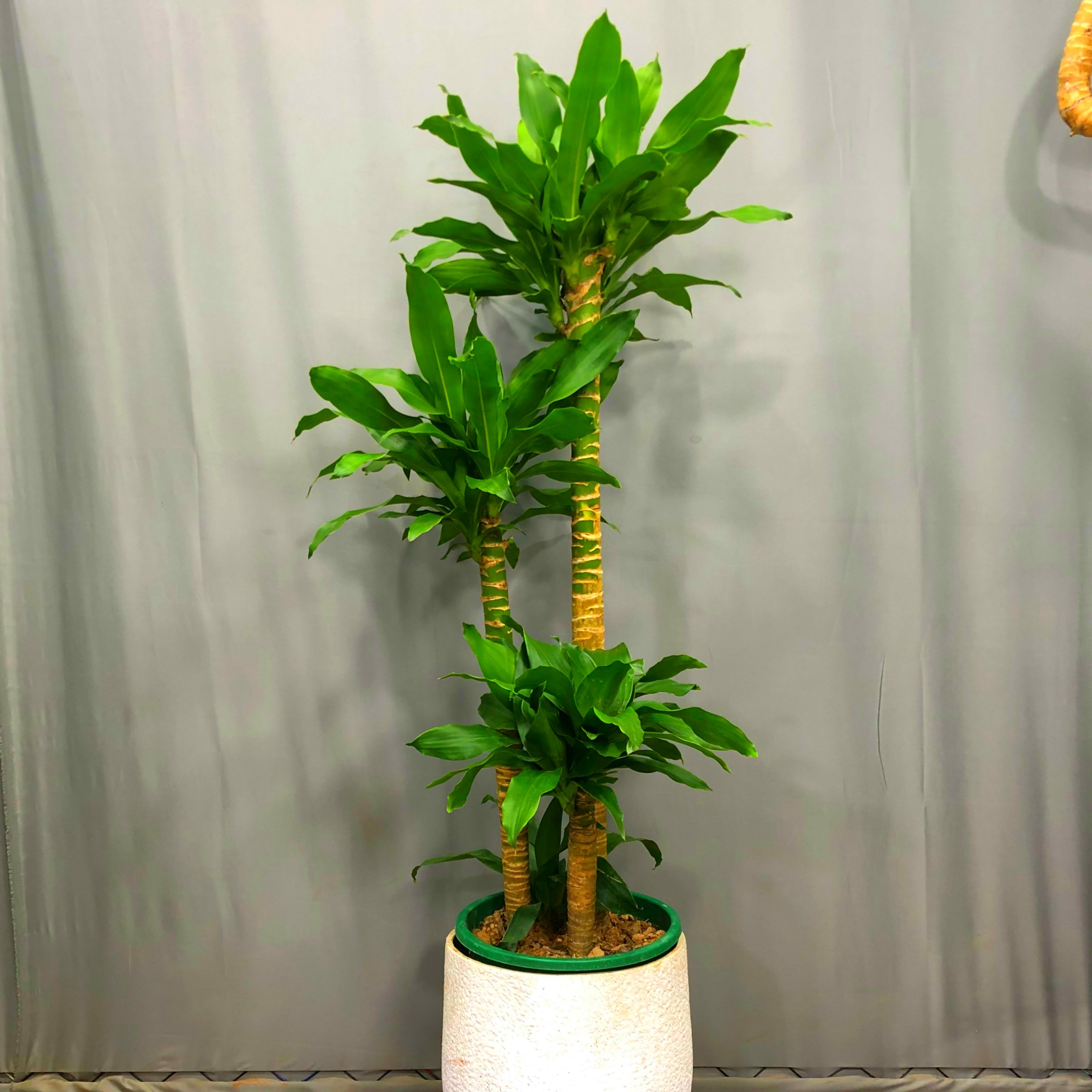 荷花铁三杆花卉绿植观叶大型植物盆栽净化空气养护室内耐阴
