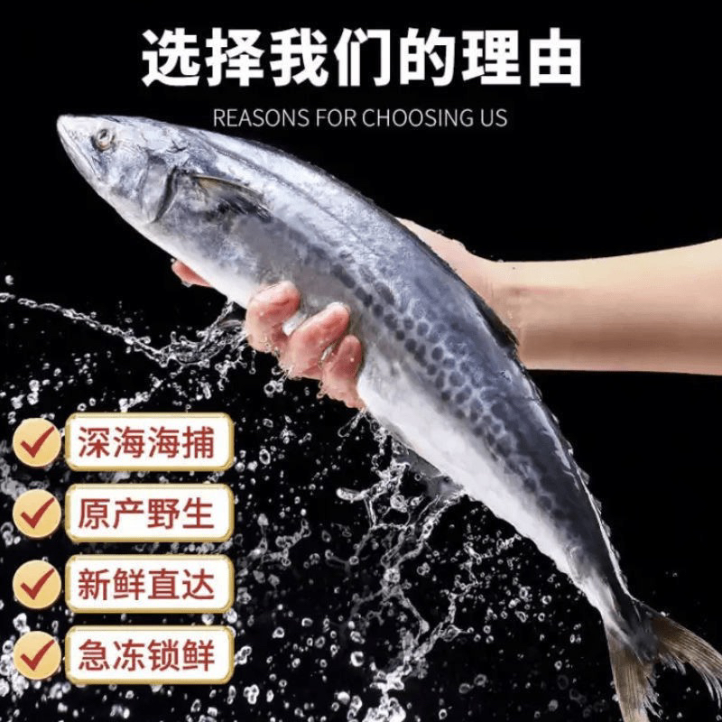 青岛野生大马鲛鱼6斤4条大鲅鱼燕尾鲅新鲜鲅鱼馅水饺速冻发货