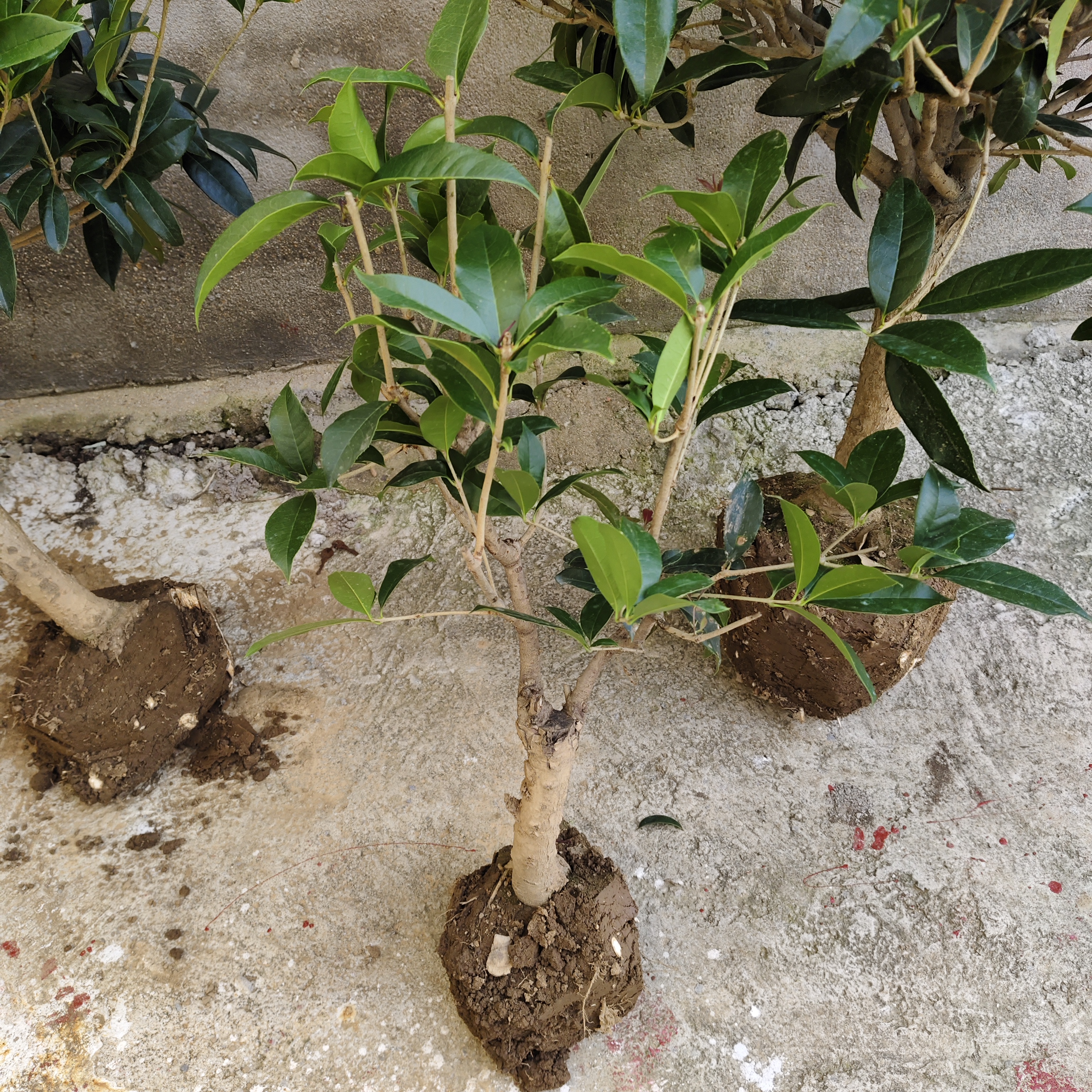 嫁接桂花特价苗（以直播间实物为准）私拍不发货