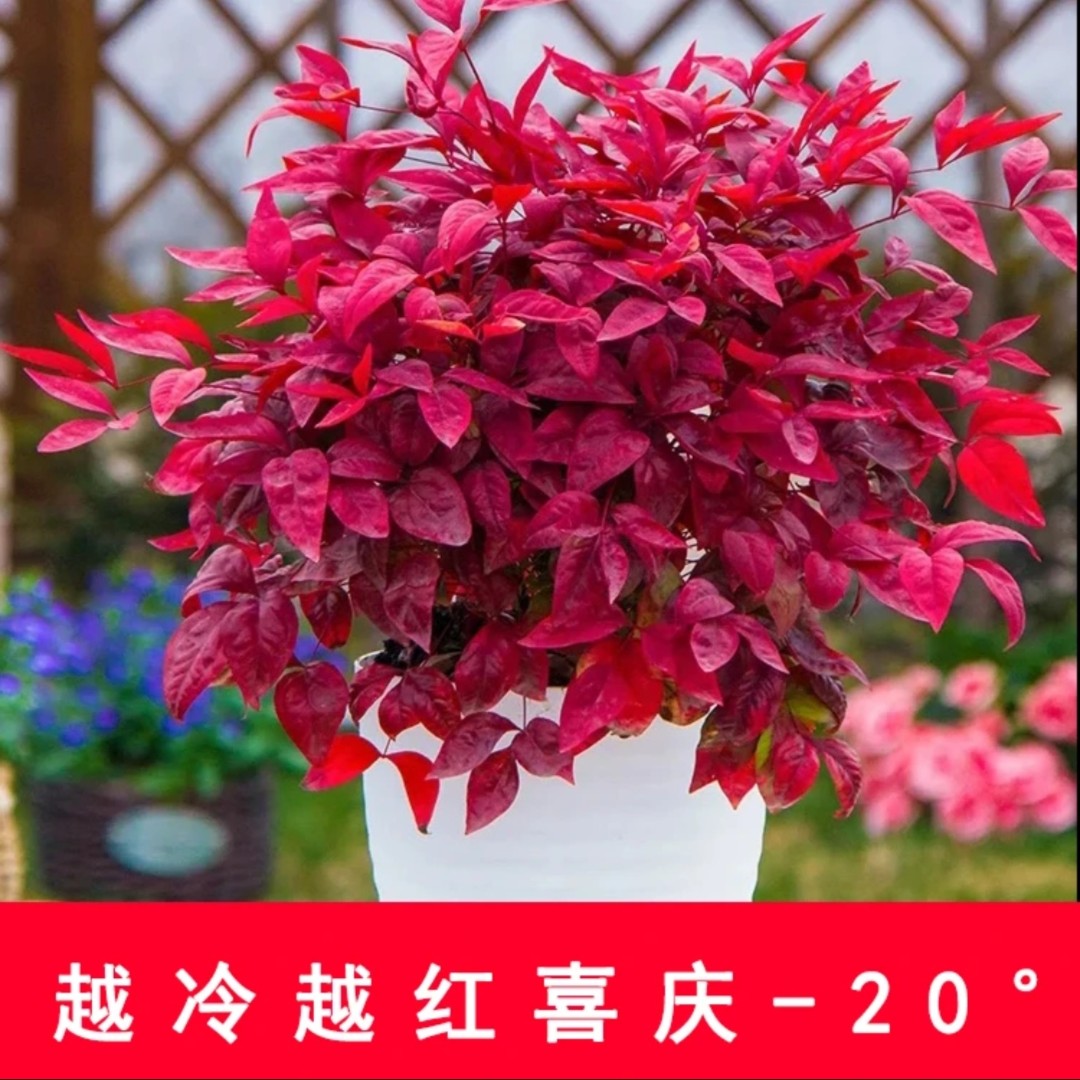 火焰南天竹盆栽耐寒庭院观叶花卉绿植造景老桩花境植物搭配红天竹