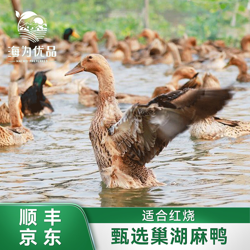 【海为优品 暑期大促】 到手两只 水库五谷散养 仔麻鸭（红烧煲汤）