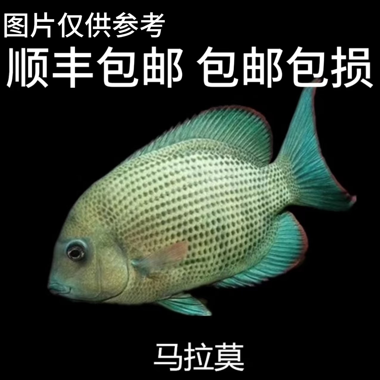 超萌萌宠 马拉莫 热带观赏鱼