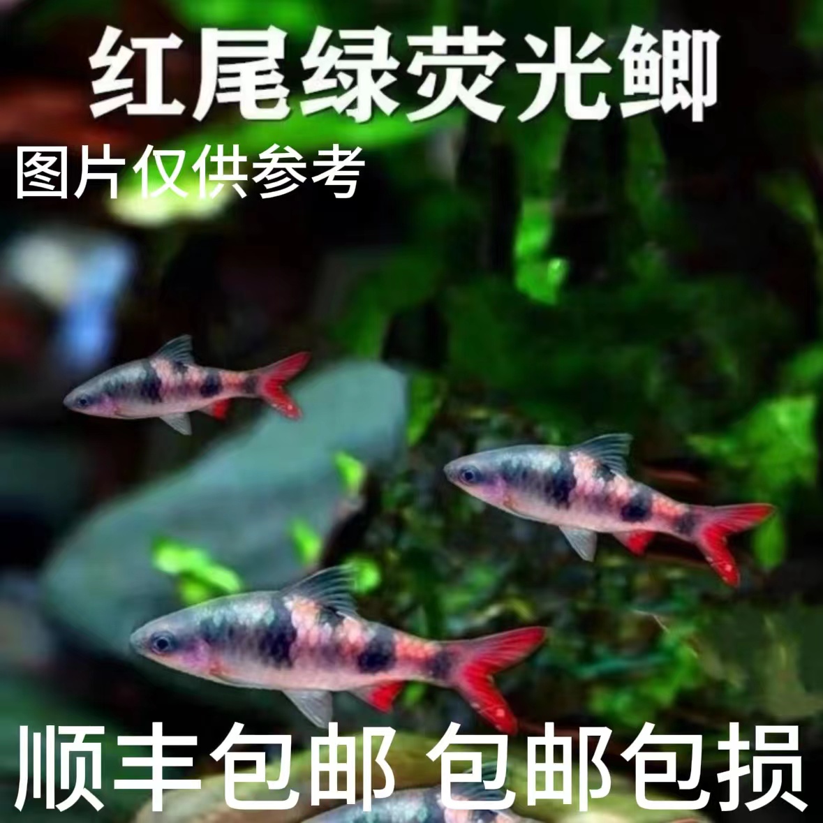 红尾绿荧光鲫 冷水鱼 群游观赏鱼活体