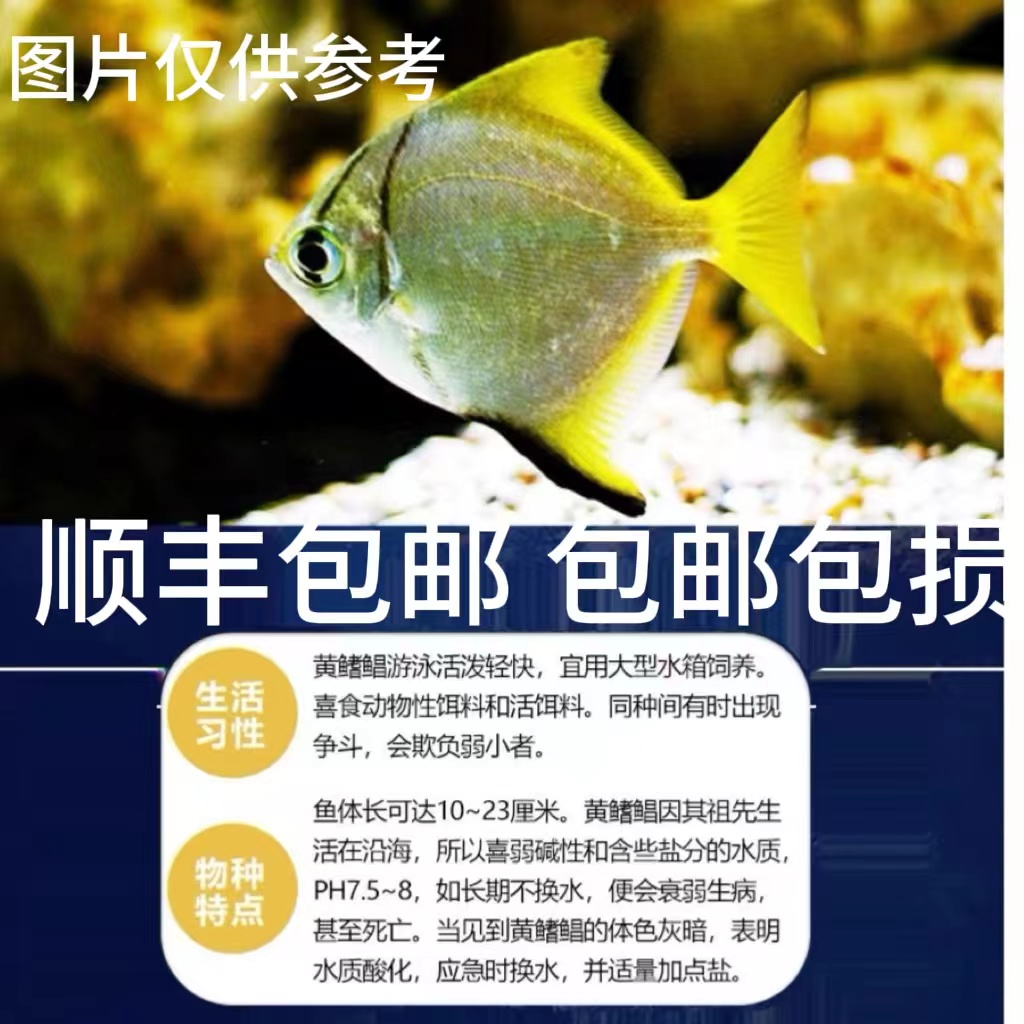 超萌萌宠 淡化海鱼黄鳍鲳红鳍鲳混养群游效果好海水淡化的热带鱼