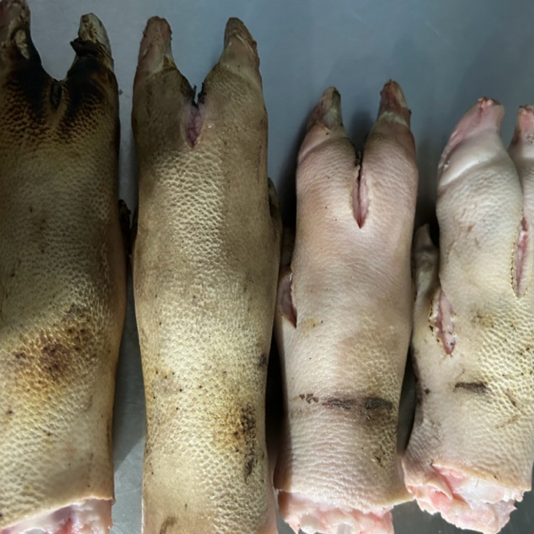 石班长生态散养两年藏香猪猪蹄猪脚新鲜四个两个前蹄两个后蹄