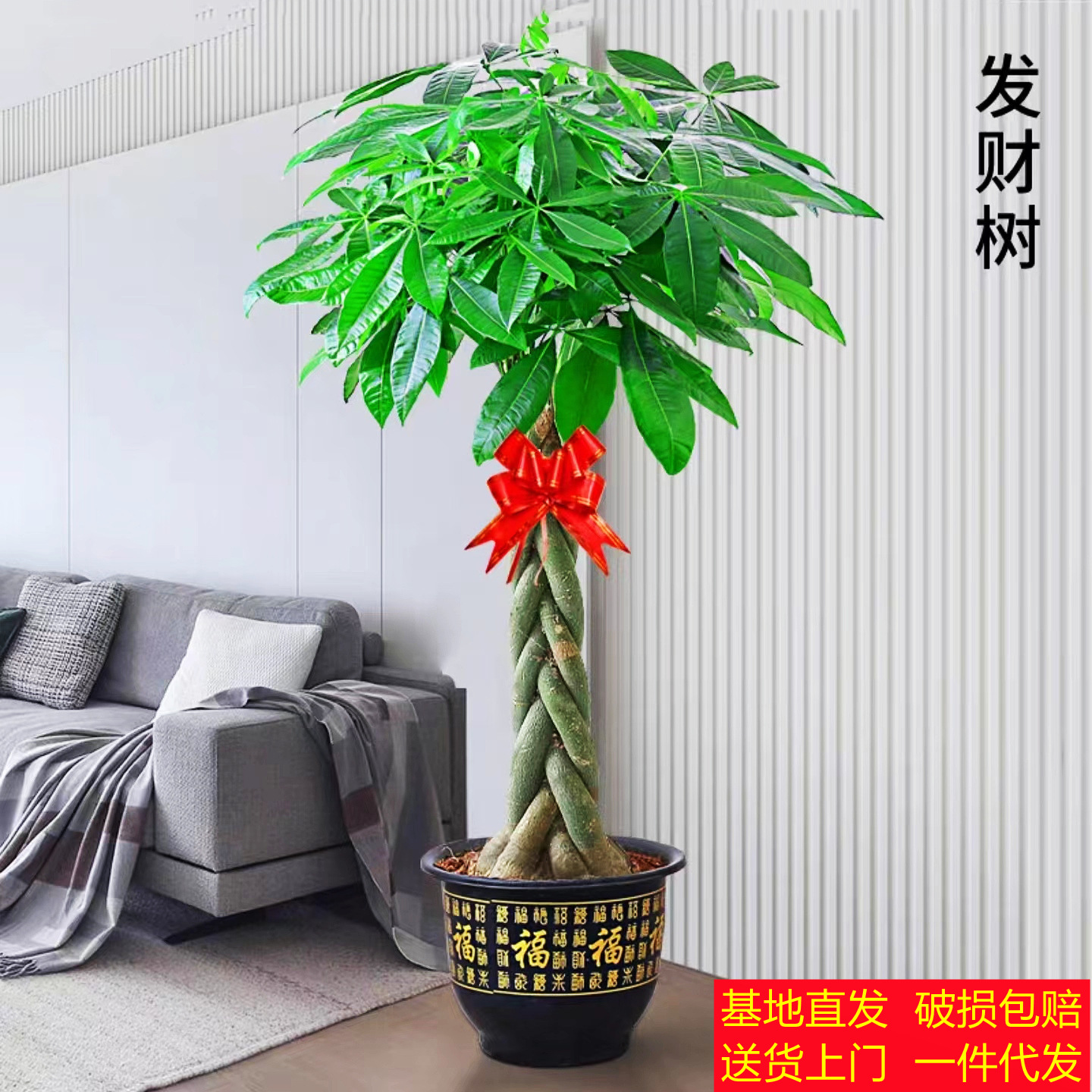 发财树盆栽大型绿植花卉客厅盆景植物室内外盆栽三杆发财树