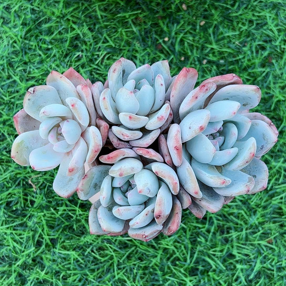 特价四头老桩橙橙