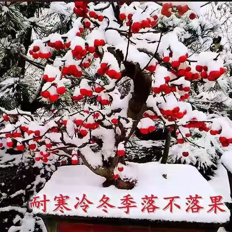 冬红果海棠盆景贵人果长寿果盆景盆栽观花观果盆景盆栽一物一拍
